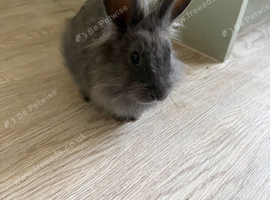 Lion head x Netherlands dwarf