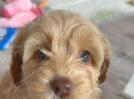 Cockapoo puppies ready now!'