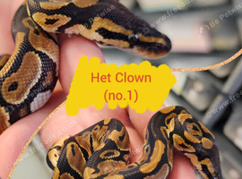 Amazing range of ball pythons avaiable