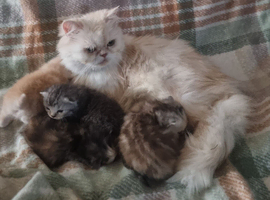 Persian Chihuahua kittens