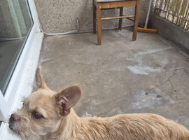 Frenchie crossbreed for sale