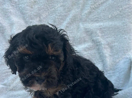 Cavapoo puppies