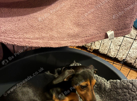 Small shitzu,Dachshund cross jack Russell