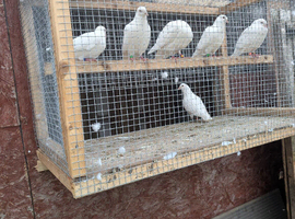 White racein pigeon s
