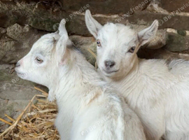 Pygmy kids