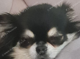 Chihuahua