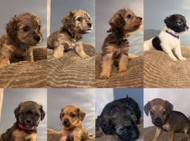 Beautiful Poochi Datzu Puppies