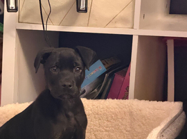 Rottweiler x staff
