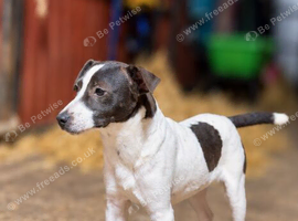 JACK RUSSELL BOY LOOKING FOR HIS NEW HOME