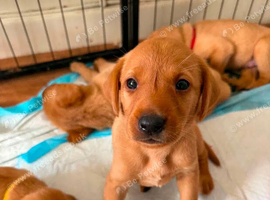 **Fox Red Labrador Puppies &ndash; A New Adventure Begins**