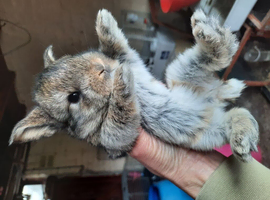 1 baby girl mini lop