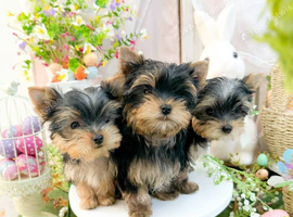 Our little yorkshire terrier boy and two girls