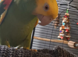 Parrot
