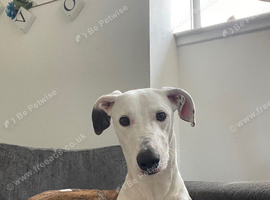 Stud greyhound x