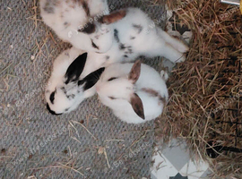 Baby rabbits