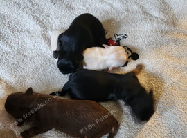 Chihuahua puppies