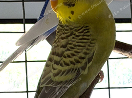 Dun Fallow Male Budgie