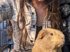 WANTED! An older piggy to live with my male