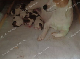 Jack Russell Terrier Puppies