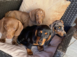 Beautiful miniature dachshund puppies