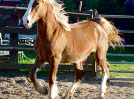 Stunning Barbie pony with all the bling
