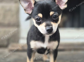 Beautiful Chihuahua
