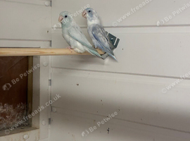 Breeding pair of parrotlets