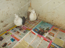 OWLS FOR SALE..