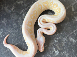 Cb26 female cinnamon candino royal python for sale