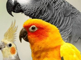 Any parrot