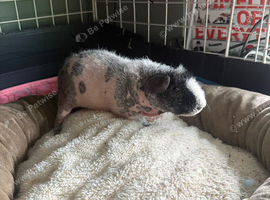 2 x boy skinny pigs