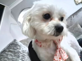 F1 generation Maltipoo's