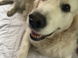 Premium dog Walker services