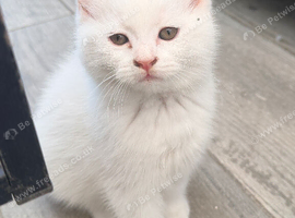 Ready now, 2 little girls short haired white Persian x kittens