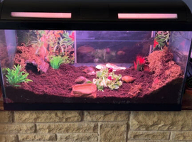 3 Giant African Land Snails + Set up