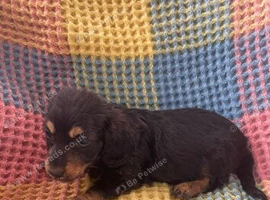 Dachshunds cross Shih Tzu