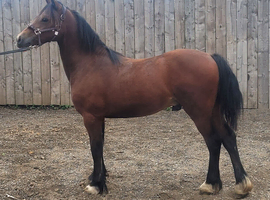 WELSH SECTION C BAY YEARLING COLT