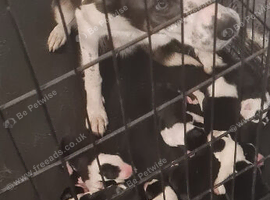 Stunning litter of 8 collie pups