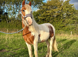 Yearling Cob Gelding to make 13.3+