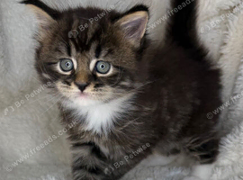 Maine conn x British shorthair