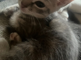 Kittens