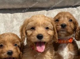 Gorgeous cockapoo puppies