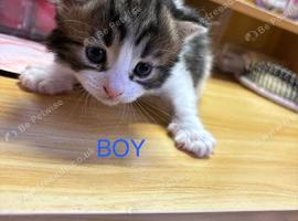 5 beautiful kittens