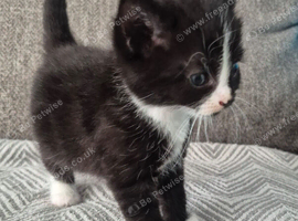 4 gorgeous kittens ready to reserve