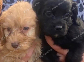 3 Boy Cockapoos