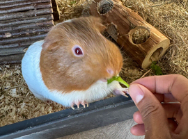 Guinea Pig Sow