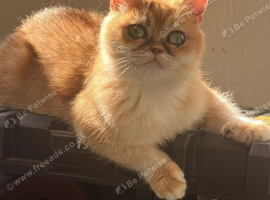 British Short hair tiny female