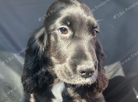 KC STUNNING SHOW TYPE COCKER SPANIELS