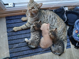 Beautiful Tabby kittens for sale