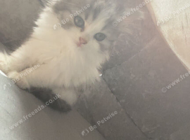 Girls and boys available Persian cross